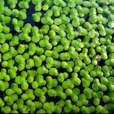 Green 1000+ Duckweed lilies floating in an indoor grown live organic pond, brought to you by Ebay.