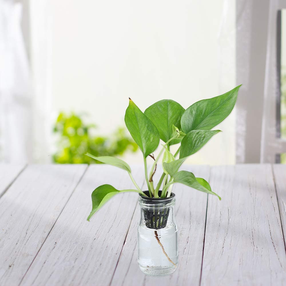 hydroponic plant cups Net Cup 3"
